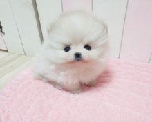 Pomeranian mini