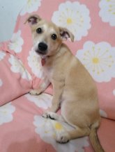 Darujem šteniatko
