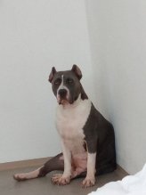 American bully