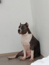 American bully