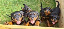 Rottweiler