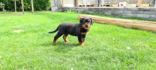 Rottweiler
