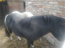 Pony zrebec