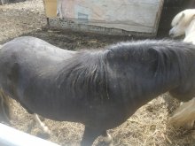 Pony zrebec
