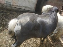 Pony zrebec