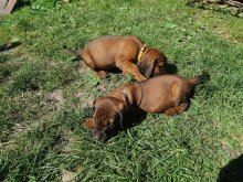 Bavorský farbiar