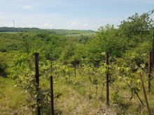 Viničný dom s pozemkom obklopený krásnou prírodou