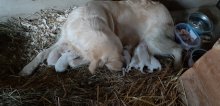 Zlaty retriever steniatka