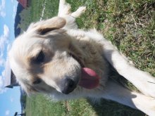 Zlaty retriever steniatka