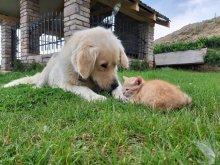 Zlaty retriever steniatka