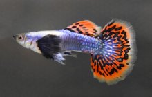 Platinum red mosaic dumbo guppy