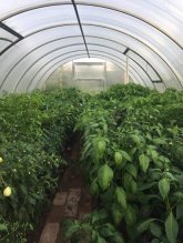Predám domáce mixované chilli
