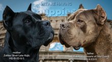 Cane Corso s PP