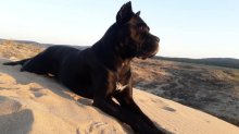 Cane Corso s PP