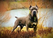 Cane Corso s PP