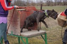 Cane Corso s PP