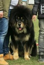 Tibetská doga - šteniatka k odberu po 15.11.2020