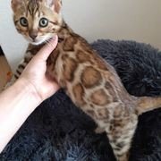 Bengal kocurik