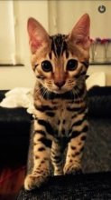 Bengal kocurik