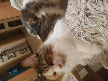 Predám čistokrvné mačiatka Maine Coon