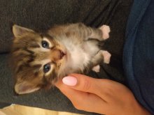 Predám čistokrvné mačiatka Maine Coon