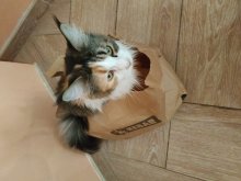 Predám čistokrvné mačiatka Maine Coon
