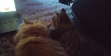Predám čistokrvné mačiatka Maine Coon