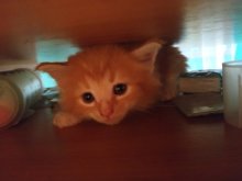Predám čistokrvné mačiatka Maine Coon