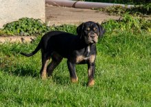 Catahoula-Louisianský leopardí pes šteniatka