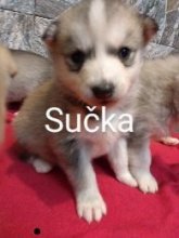 Sibírsky husky