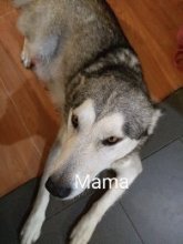 Sibírsky husky