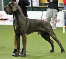 Nemecká doga modrá šteniatka s PP