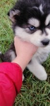 Sibírsky husky