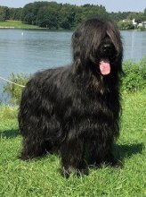 Briard - černá štěňata z mimořádného spojení