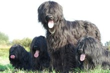 Briard - černá štěňata z mimořádného spojení