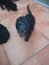 Bedlington terrier