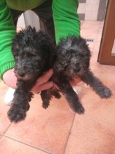 Bedlington terrier