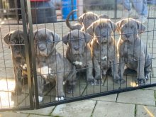 Šteniatka Americký Bandog Mastiff