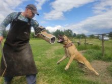 Šteniatka Americký Bandog Mastiff