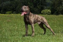 Šteniatka Americký Bandog Mastiff