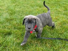 Šteniatka Americký Bandog Mastiff