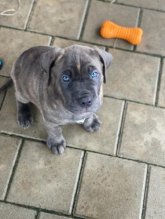 Šteniatka Americký Bandog Mastiff