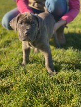 Šteniatka Americký Bandog Mastiff