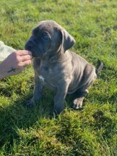 Šteniatka Americký Bandog Mastiff