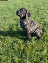 Šteniatka Americký Bandog Mastiff