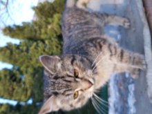 Darujem 6 mesačne mačičky a kocúrily, veterinárne