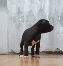 Fenka Amerického Pitbulla