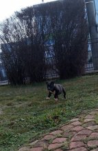 Fenka Amerického Pitbulla