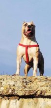 Fenka Amerického Pitbulla