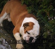 Anglický bulldog s PP - pes